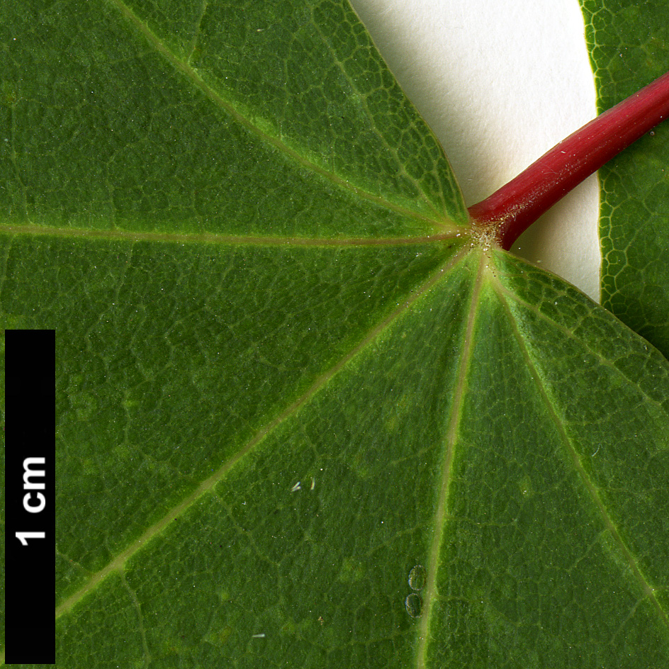 High resolution image: Family: Sapindaceae - Genus: Acer - Taxon: pictum - SpeciesSub: subsp. macropterum